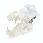 Canine Epoxy Teeth - Complete Set